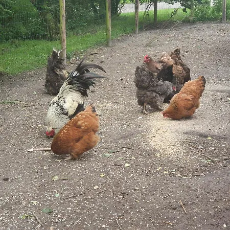 بيت ضيافة Hunsingo Texel