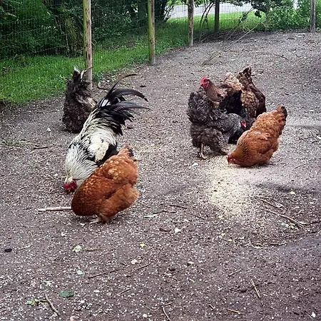 Hunsingo Texel De Cocksdorp (Texel)